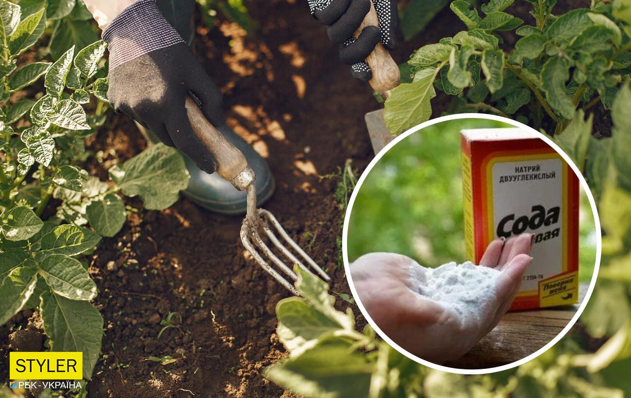 Копійчаний засіб з вашої кухні зробить помідори на грядці солодкими та плодовитими